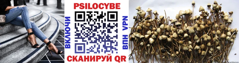 Галлюциногенные грибы Psilocybe  цены наркотик  Мещовск 